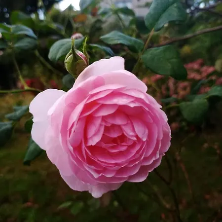 Au Petit Bonheur